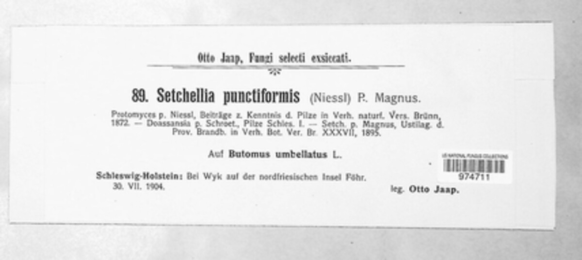 Doassansia niesslii image